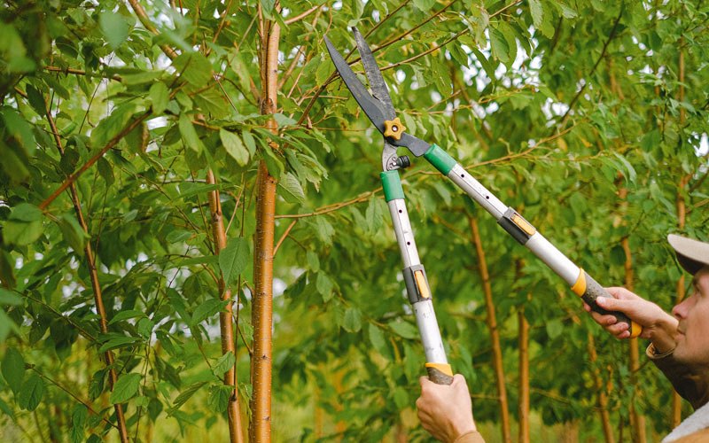 Tree trimming in Willits, CA