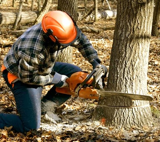 Tree Removal in Willits, CA